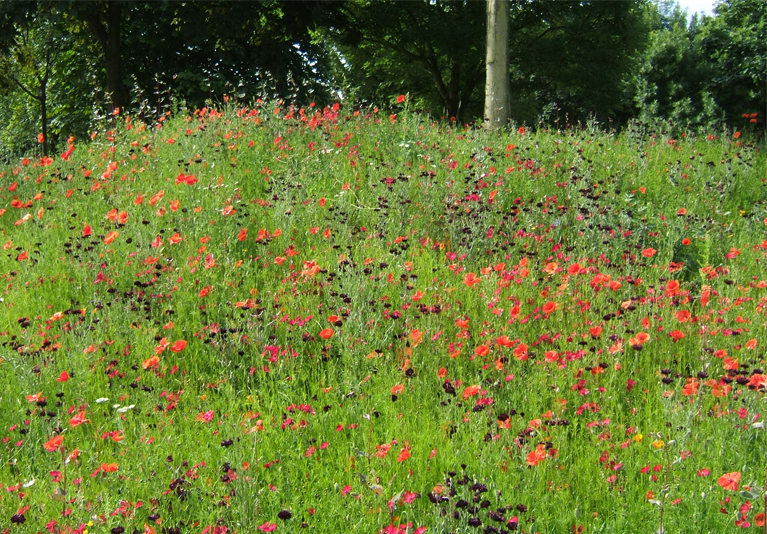 Whittington Park